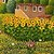 Girasoli