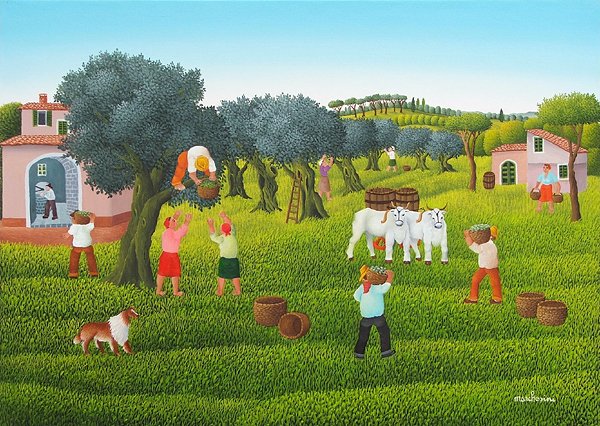 Raccolta delle Olive